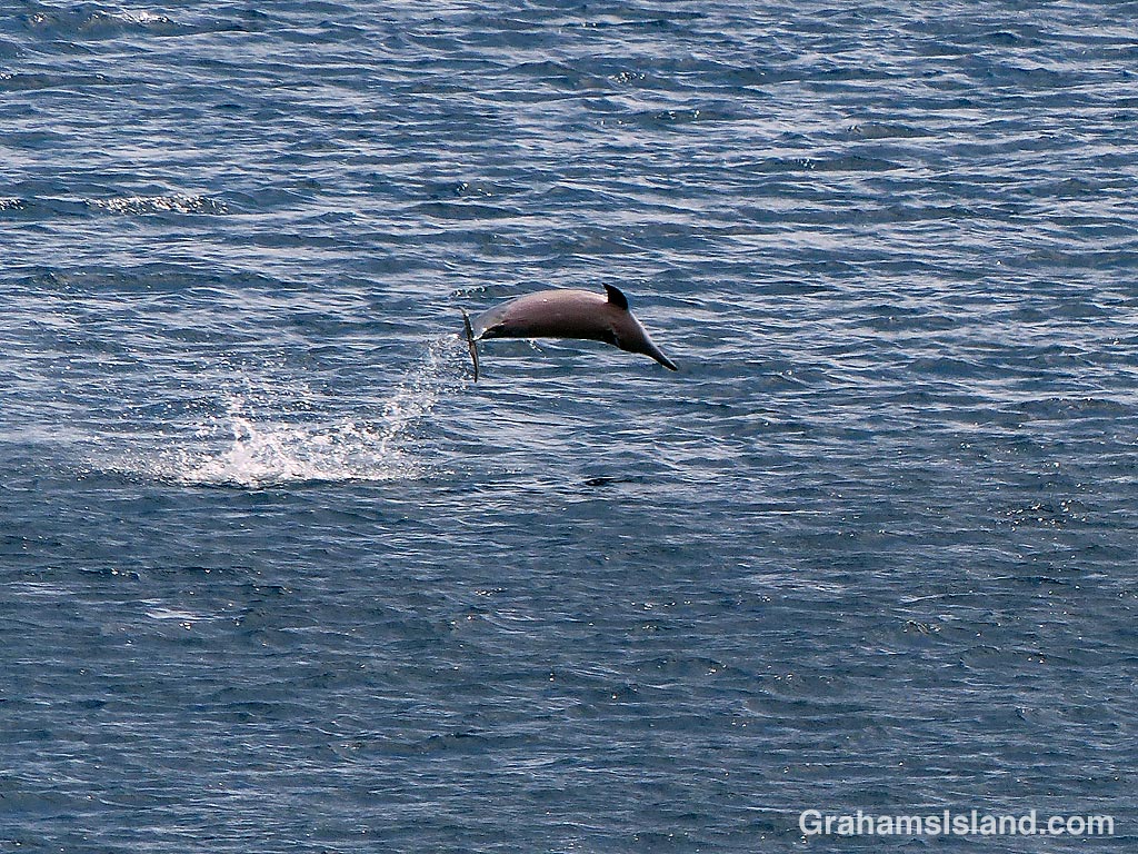 Spinner dolphin leap