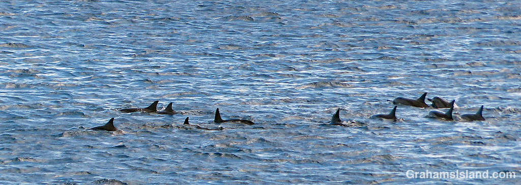 Spinner dolphins
