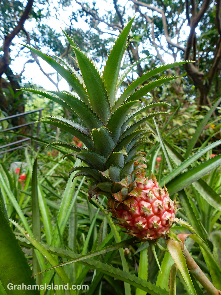 Ananas nanus-dwarf pineapple
