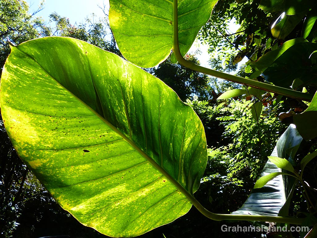 Backlit leaves