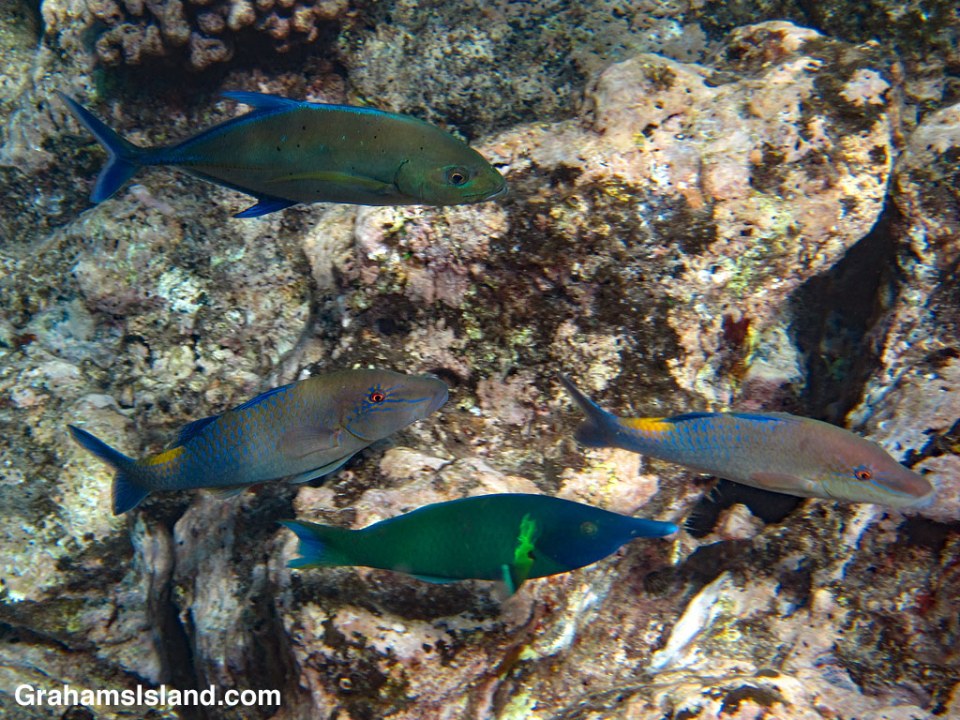 Bird Wrasse, Bluefin Trevally and Blue goatfish