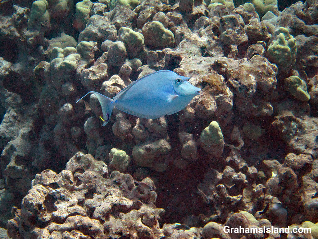 Bluespine Unicornfish and cleaner wrasse