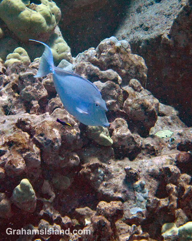 Bluespine Unicornfish being cleaned