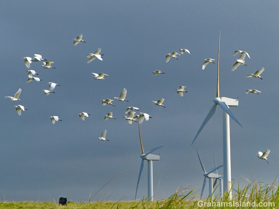 Egrets and turbines