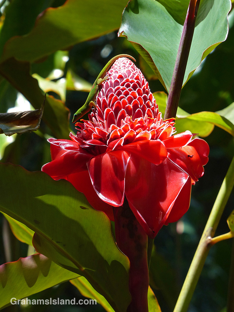 Gecko on torch ginger