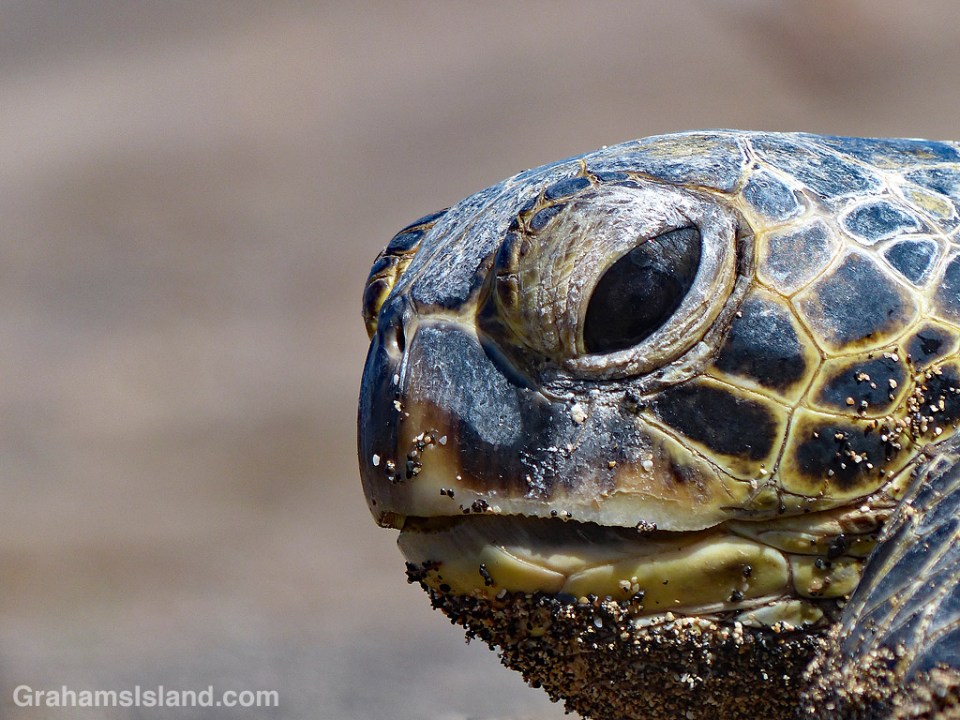 Green Turtle closeup