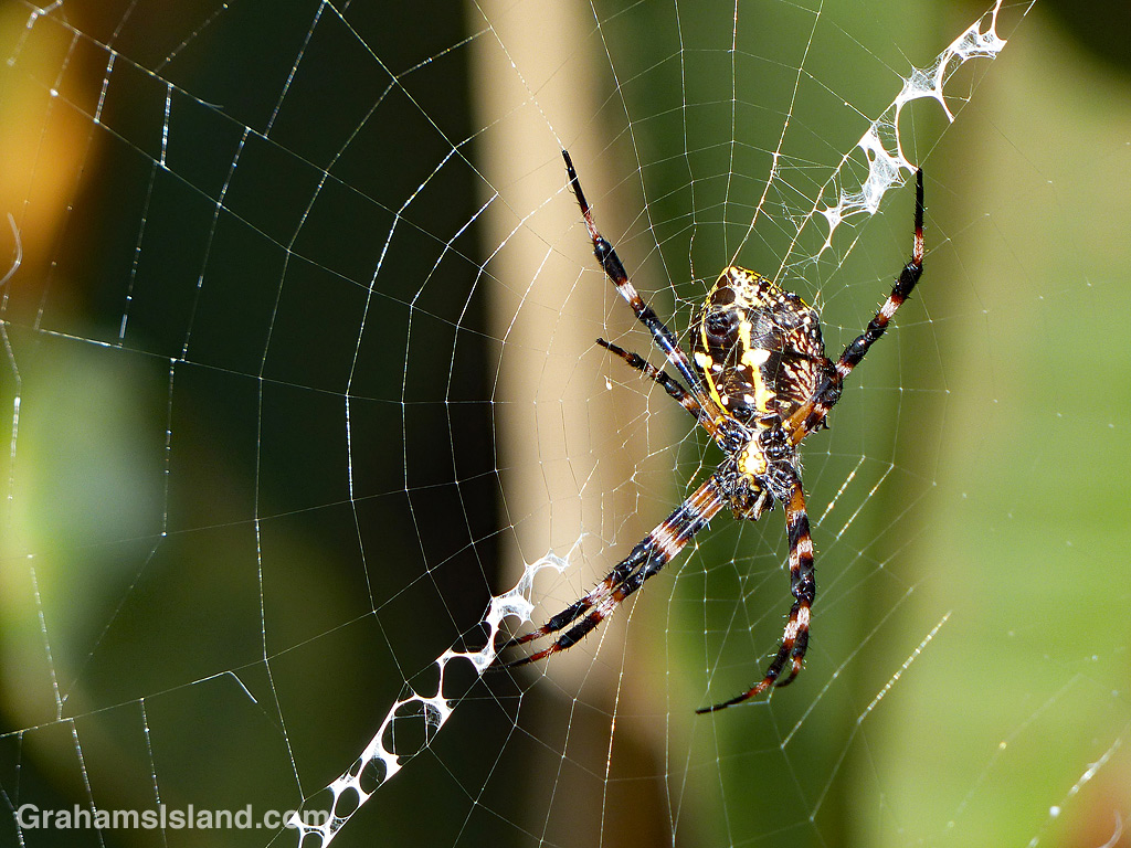 Hawaiian Garden Spider female underside