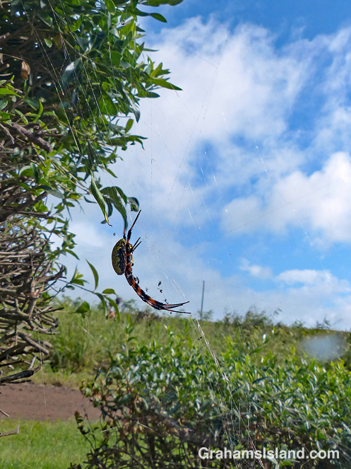 Hawaiian Garden Spider sideview