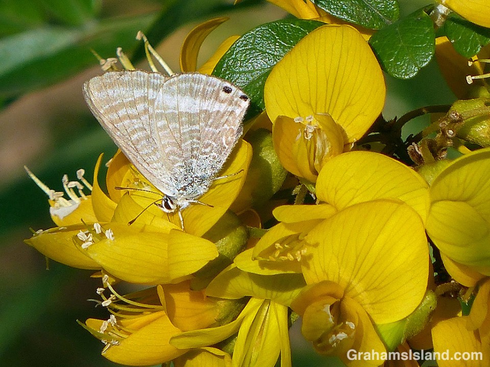 Long-tailed Blue Butterfly