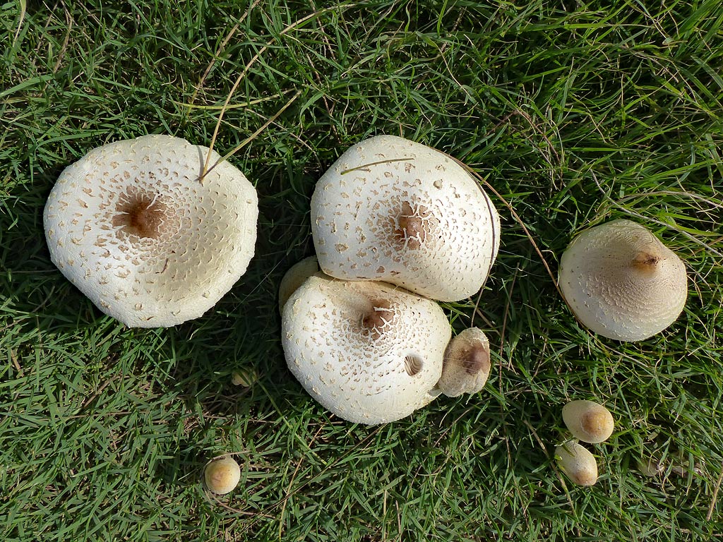 Mushrooms from above