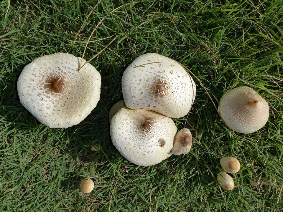 Mushrooms from above