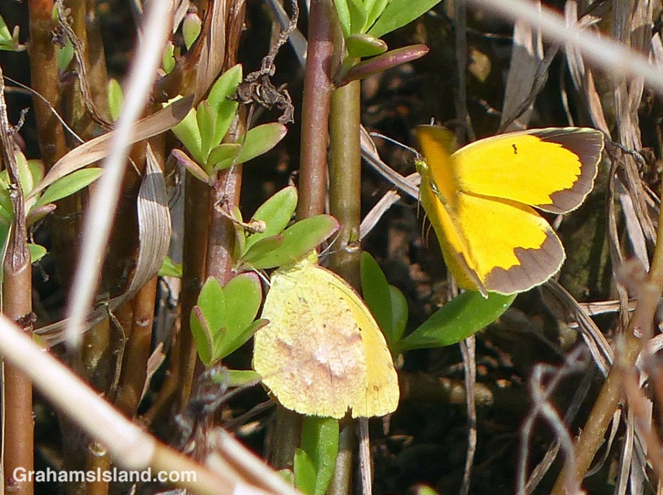 Sleepy Orange Butterflies