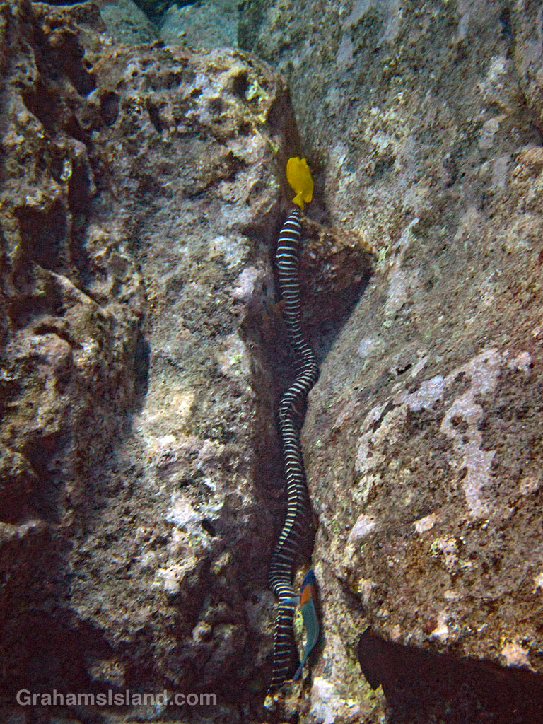 Zebra Moray Eel