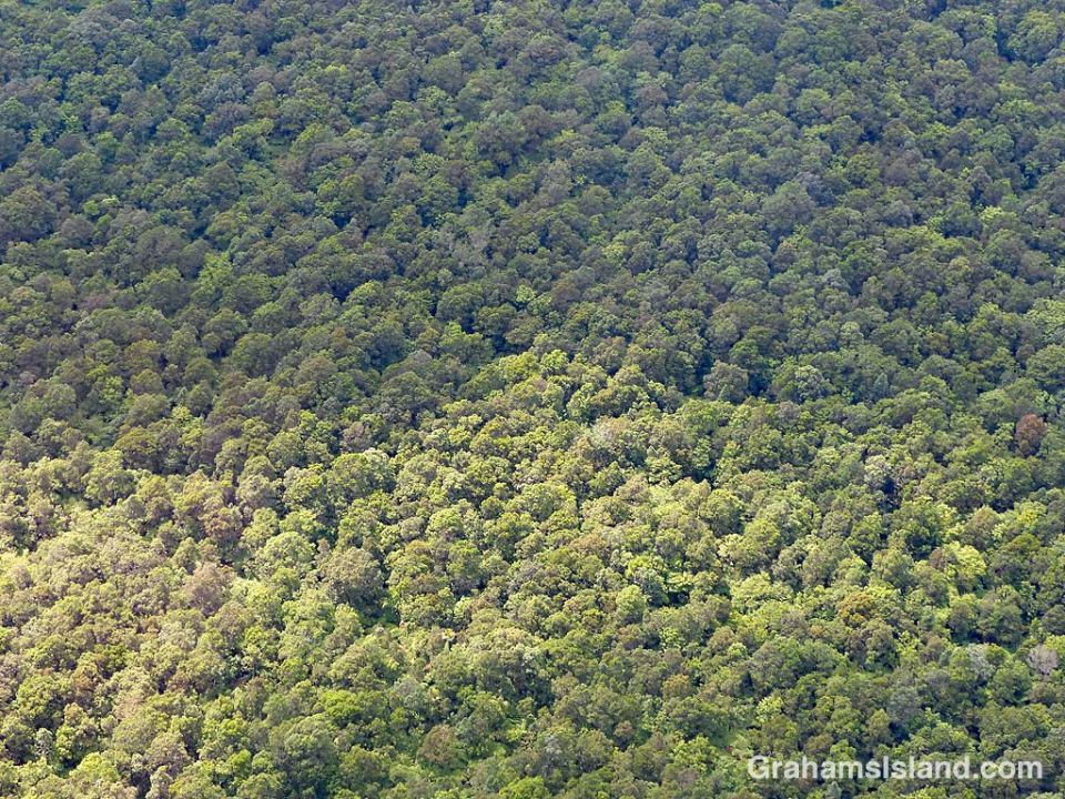 Abstracts-Trees from above