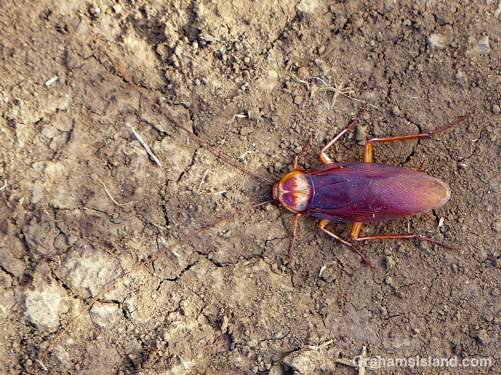 American Cockroach waits