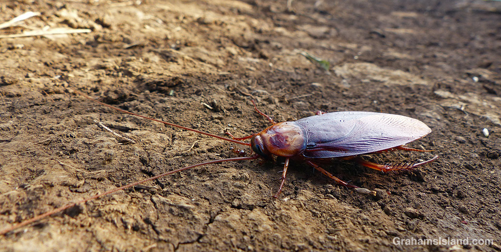 American Cockroach