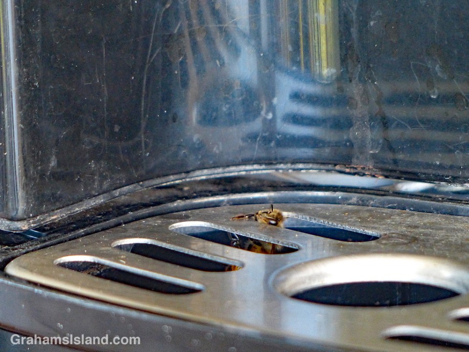 Bee in water cooler