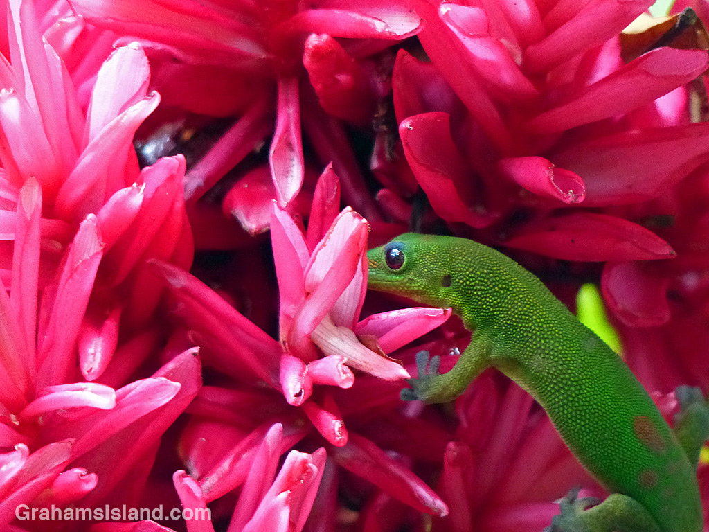 Coqui frog and gecko