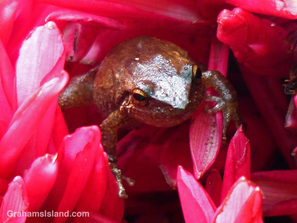 Coqui frog