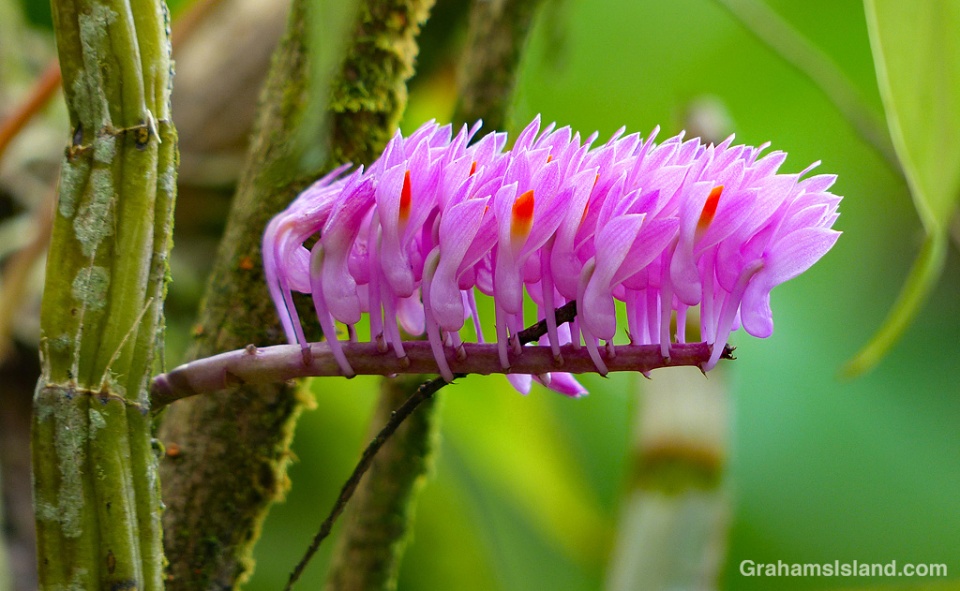Dendrobium secundum flowers