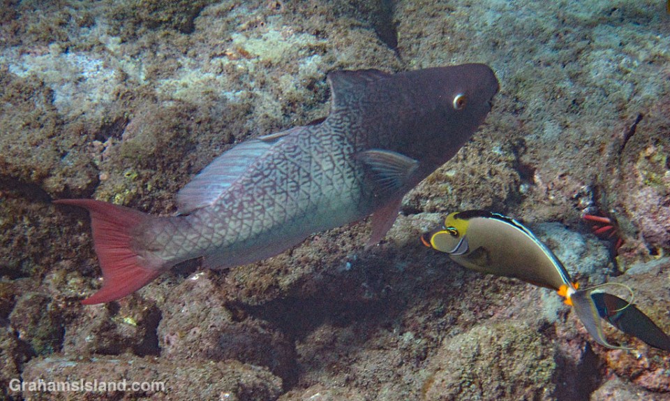 Ember Parrotfish with bite wound