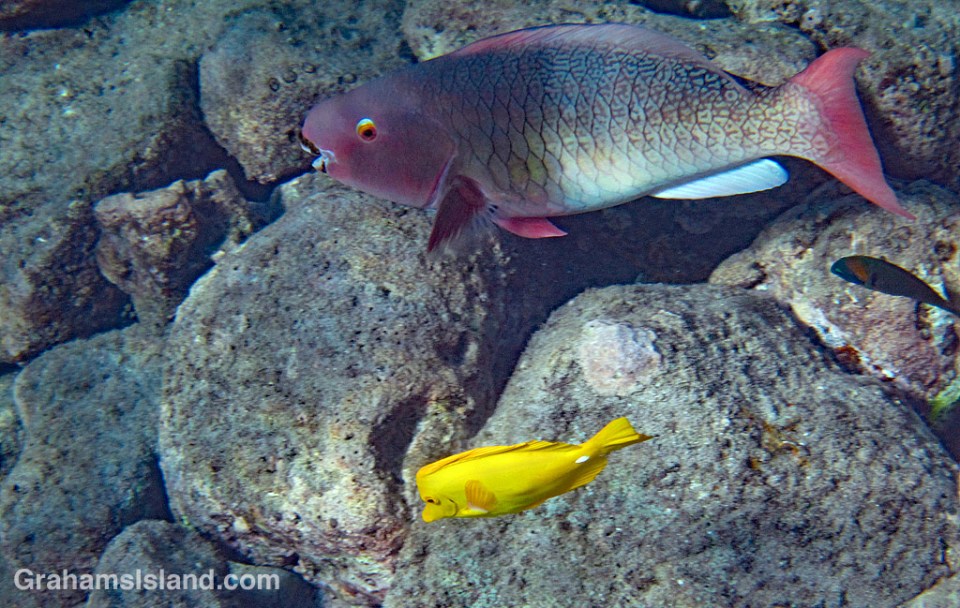 Ember Parrotfish