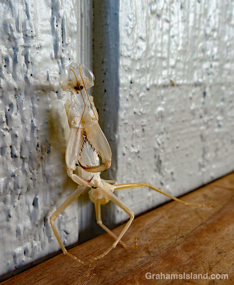 Ghostly mantis