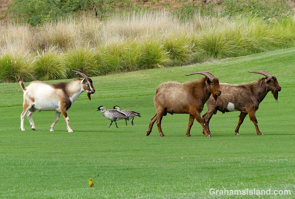 Goats and Nene