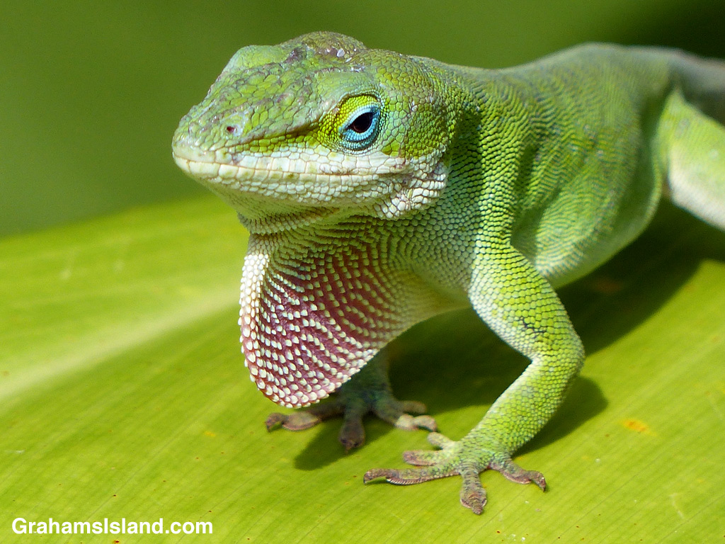 Green anole extends dewlap