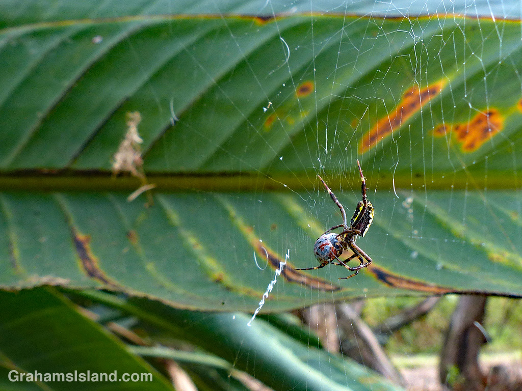 Hawaiian Garden Spider and prey