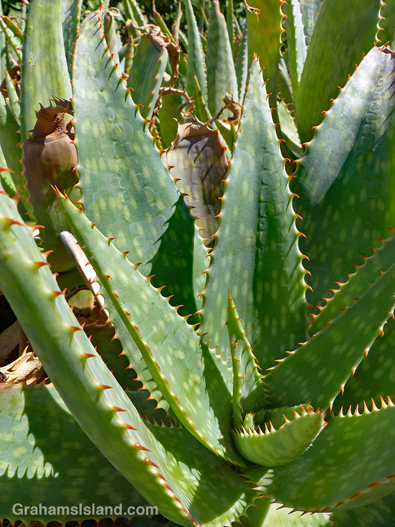 Japanese Aloe leaves