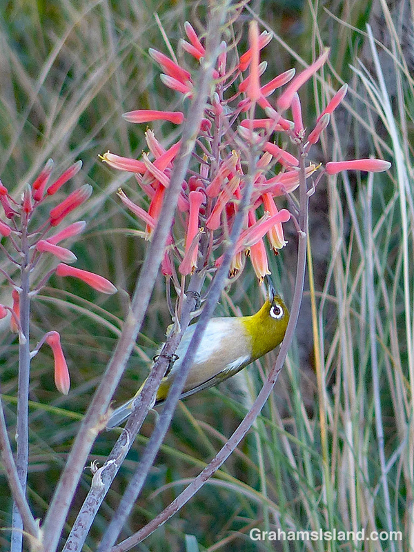 Japanese White-eye on Japanese aloe