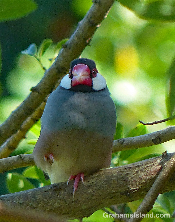 Java Sparrow from the front