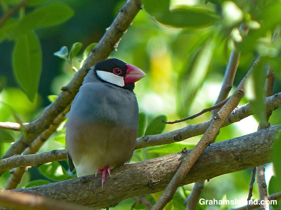Java Sparrow