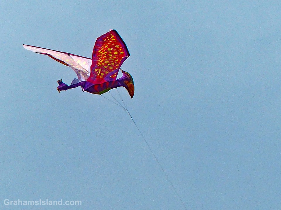 Kite