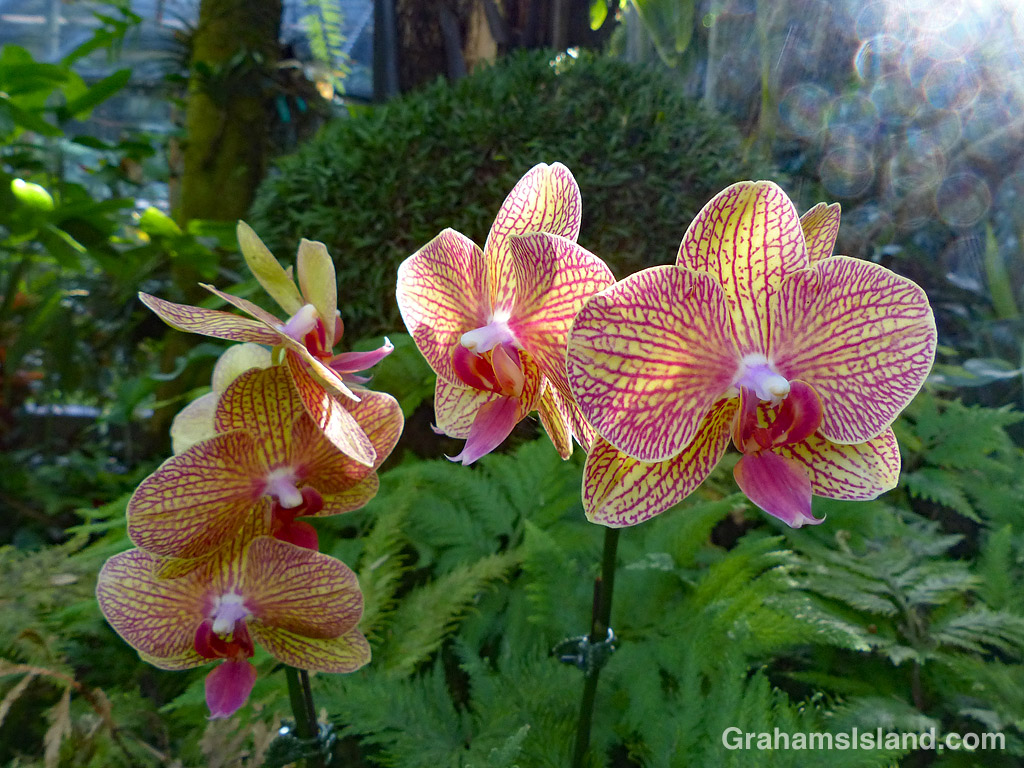 Phalaenopsis Orchid blooms
