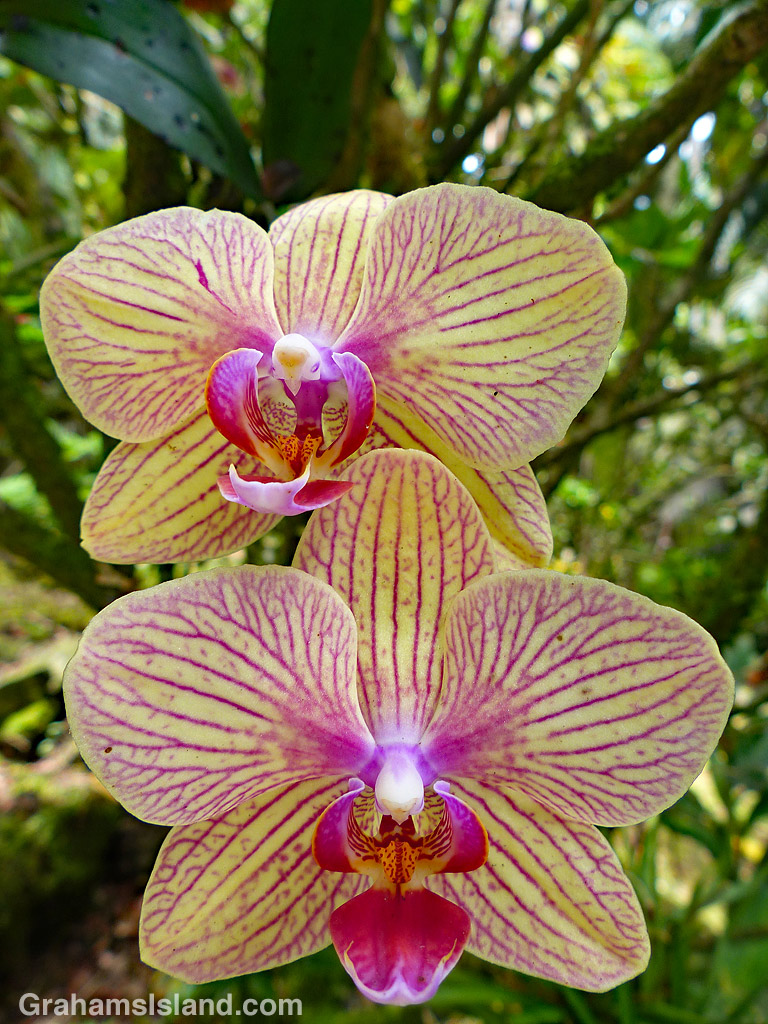 Phalaenopsis Orchid hybrid