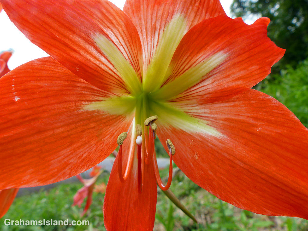 Daylily