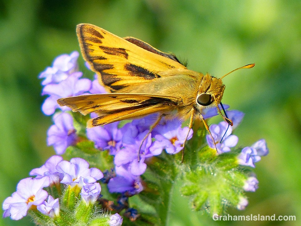 Fiery Skipper Butterfly feeding