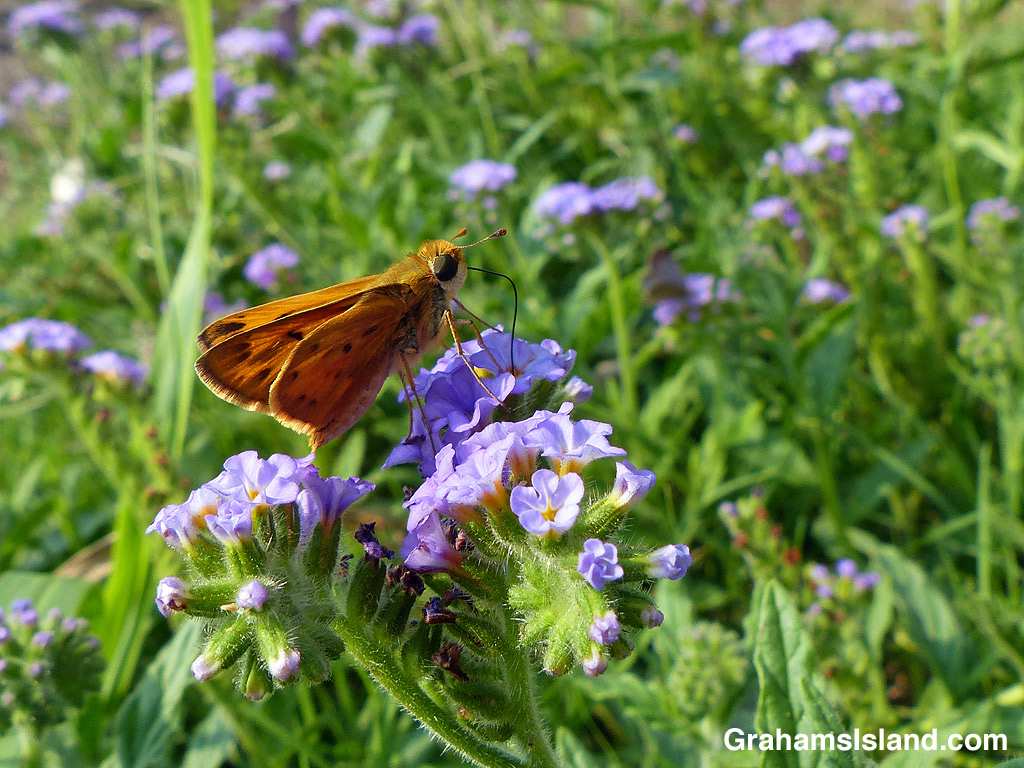 Fiery Skipper Butterfly