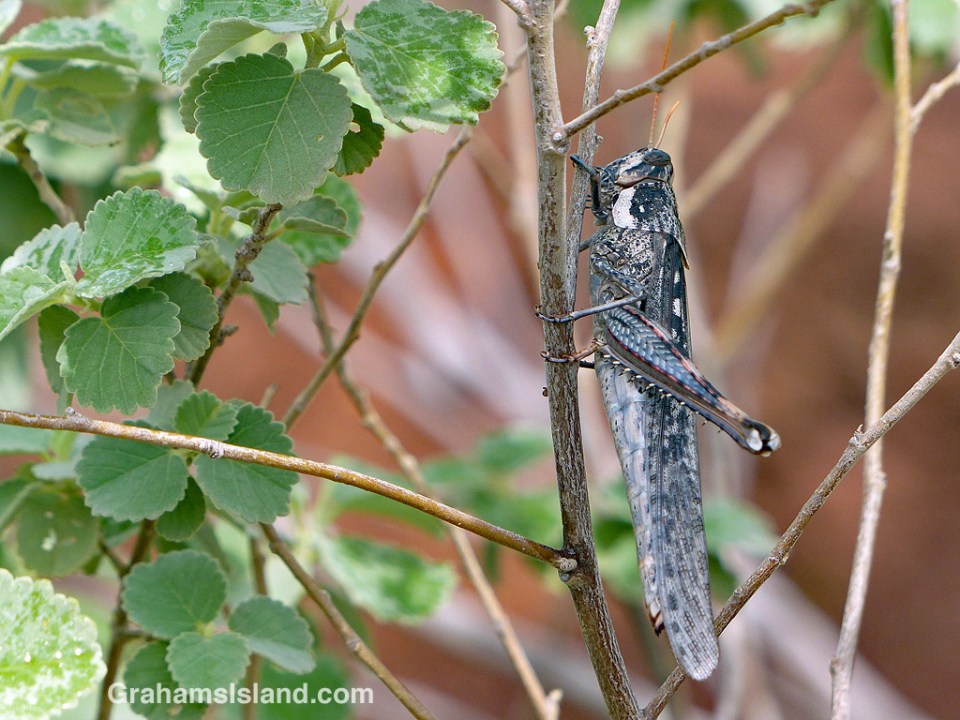 Grasshopper at Lapakahi
