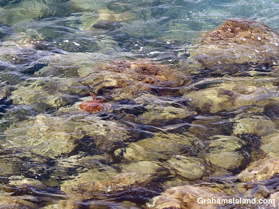 Green turtle in shallow water
