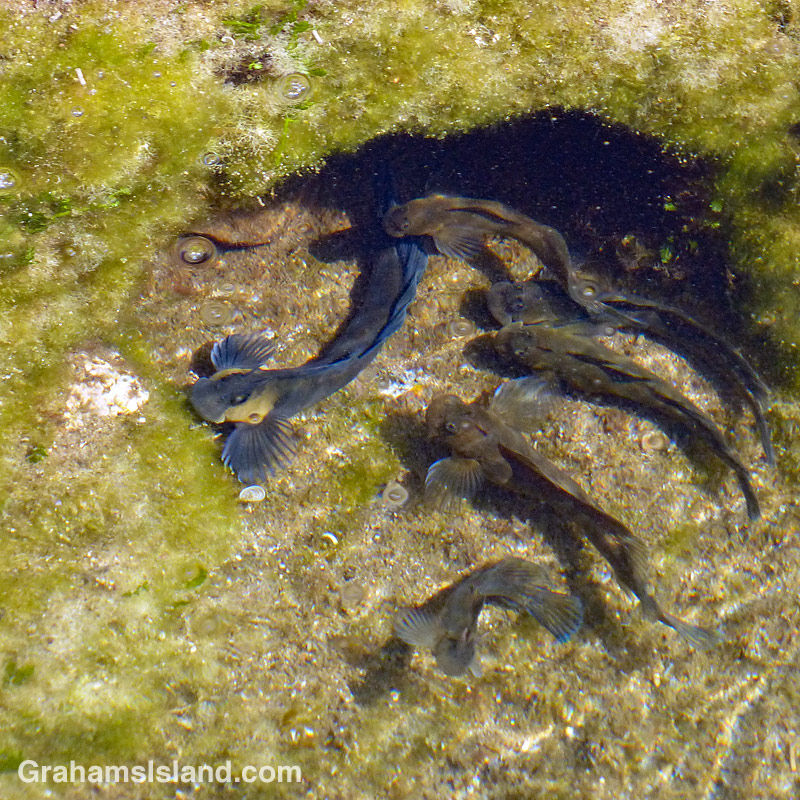 Hawaiian Zebra Blenny nuptial colors