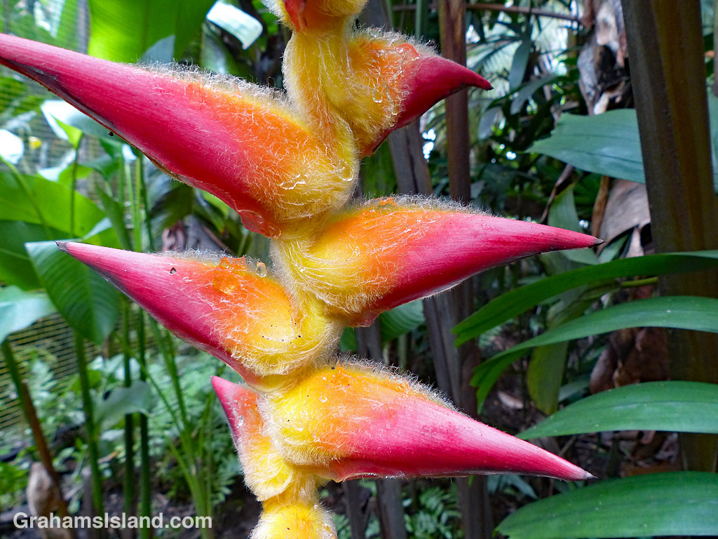 Heliconia Caribaea close