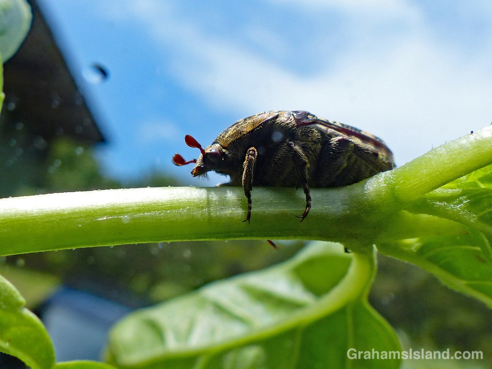 Mango flower beetle