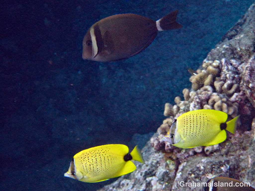Milletseed butterflyfish and whitebar surgeonfish