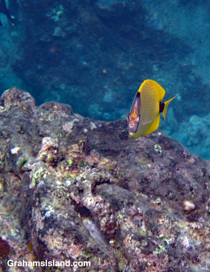 Milletseed butterflyfish