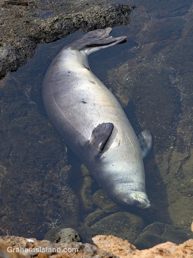 Monk seal resting