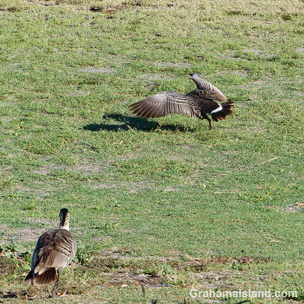 Nene charging a mongoose