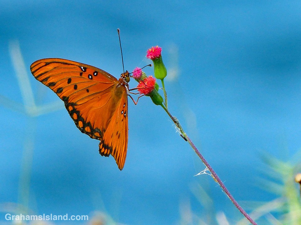 Passion vine butterfly